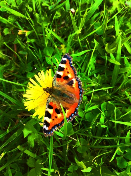 Borboleta em flor amarela — Fotografia de Stock