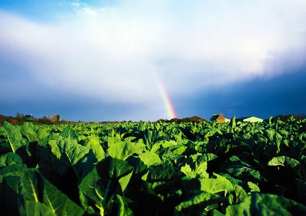 Landelijk gebied in Frankrijk — Stockfoto