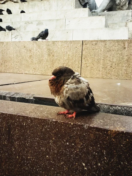Duomo Milano İtalya