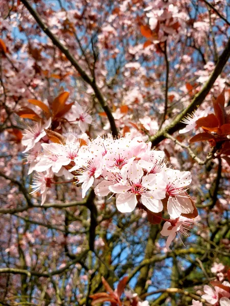 Uma estação de primavera — Fotografia de Stock