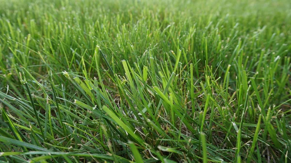 Gezoomt Hintergrund Von Frisch Gemähtem Gras Einem Outdoor Park Rasenmähen — Stockfoto