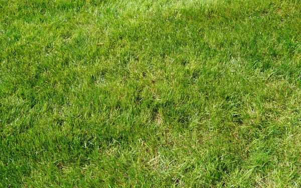 Background Fresh Cut Green Grass Lawn Field — Stock Photo, Image