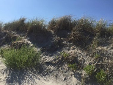 Yazın mavi gökyüzünün altında kumullar çimlerle kaplanırdı.