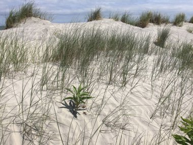 Yaz mevsiminde sahilde uzun otlar ve kumlu tepeler