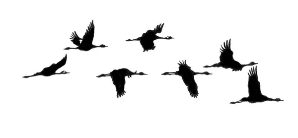 Малюнок Птаха Зроблений Кольоровими Олівцями Чорним Лайнером — стокове фото