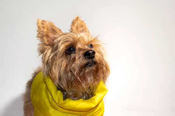 Kendini soğuktan korumak için sarı ceketli bir köpek. Yorkshire 'da soğuktan korunmak için sarı ceketli..