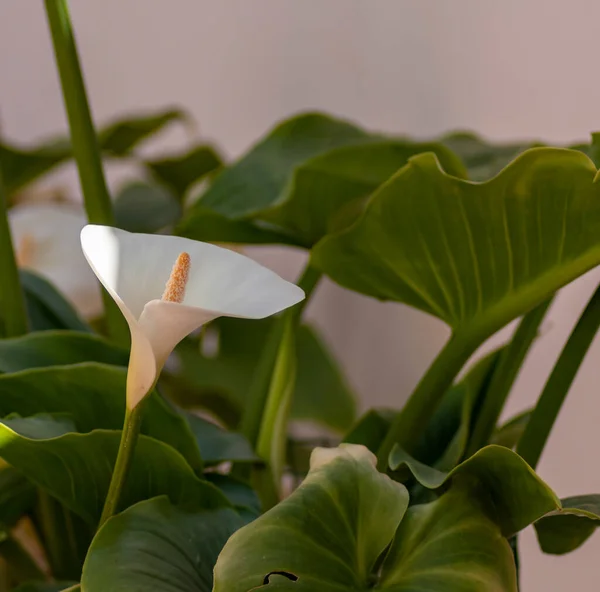 Macro photography of the Zantedeschia aethiopica plant, lily flower or duck flower