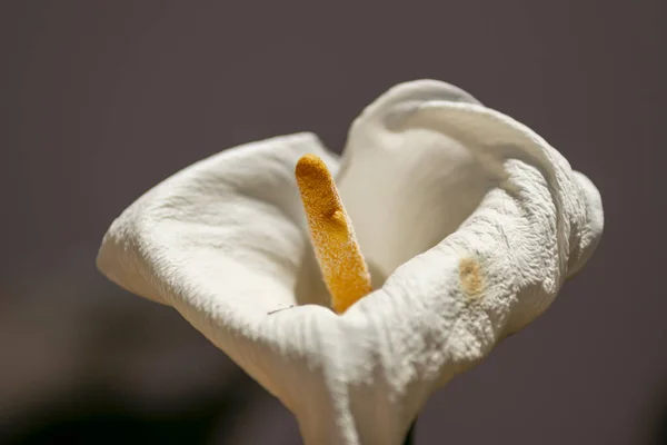 Macro photography of the Zantedeschia aethiopica plant, lily flower or duck flower