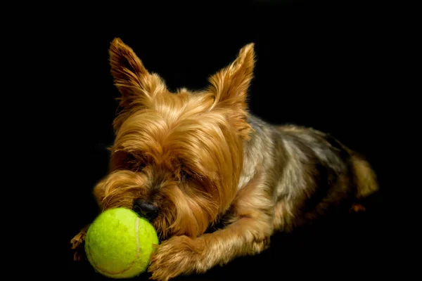 Topla oynayan bir köpeğin portresi. Yorkshire 'ın siyah arkaplanda top oynarken portresi.