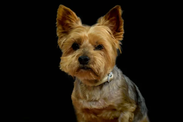 Portrait Dog Portrait Yorkshire Black Background — Stock Photo, Image