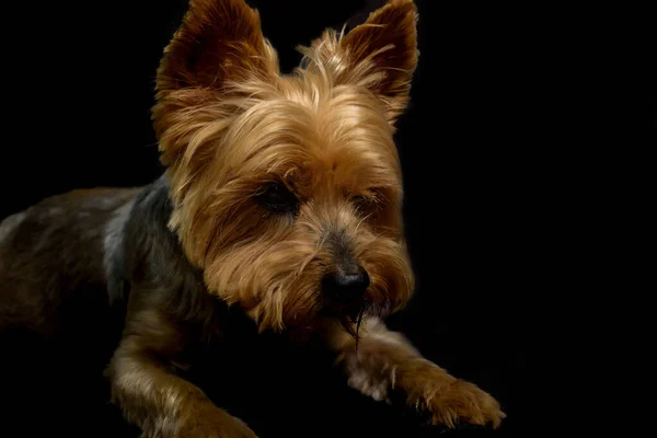 Portrait Dog Portrait Yorkshire Black Background — Stock Photo, Image
