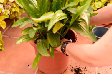 Bir kadın evinin bahçesinde bitki naklediyor..