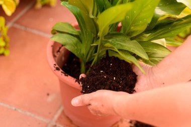 Bir kadın evinin bahçesinde bitki naklediyor..