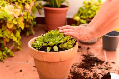 Bir kadın evinin bahçesinde bitki naklediyor..