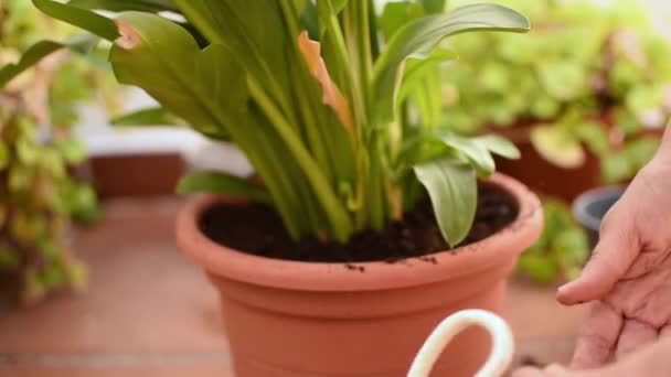 Frau Verpflanzt Pflanze Garten Ihres Hauses — Stockvideo