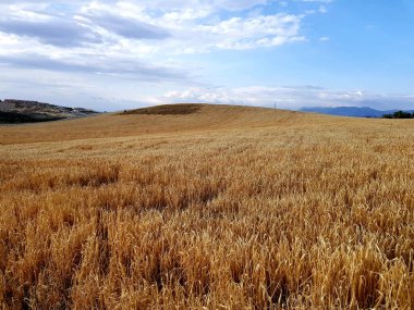 Mavi gökyüzü olan buğday tarlası manzarası. Buğday tarlasının doğal manzarası.