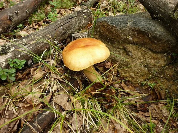 Mushrooms — Stock Photo, Image