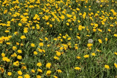 çiçekler, Doğa, fauna, dinlenme