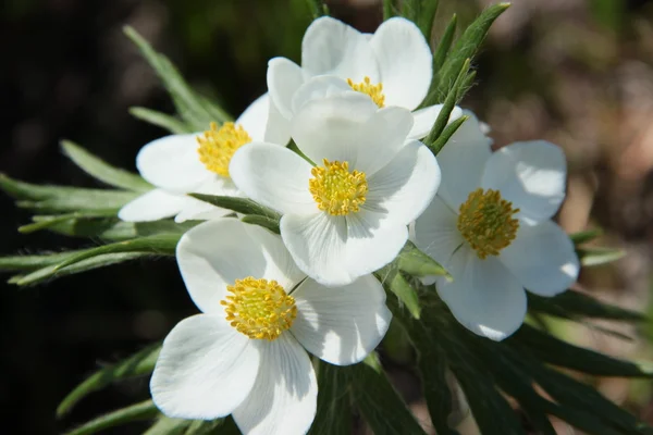 Blommor — Stockfoto