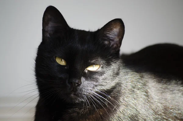 Gato negro con ojos amarillos — Foto de Stock