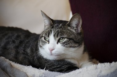 yeşil gözlü Benekli kedi