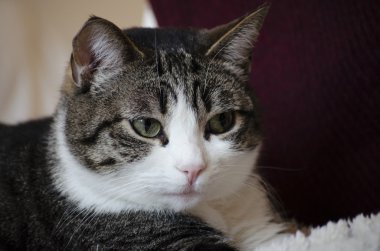 yeşil gözlü Benekli kedi