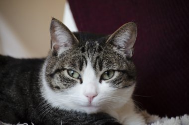 yeşil gözlü Benekli kedi