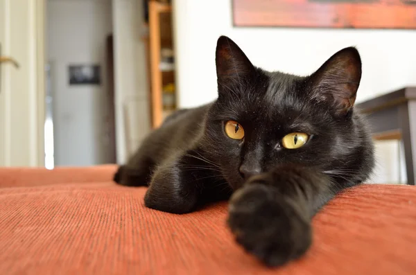 siyah kedi