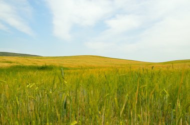Buğday alanları İtalya