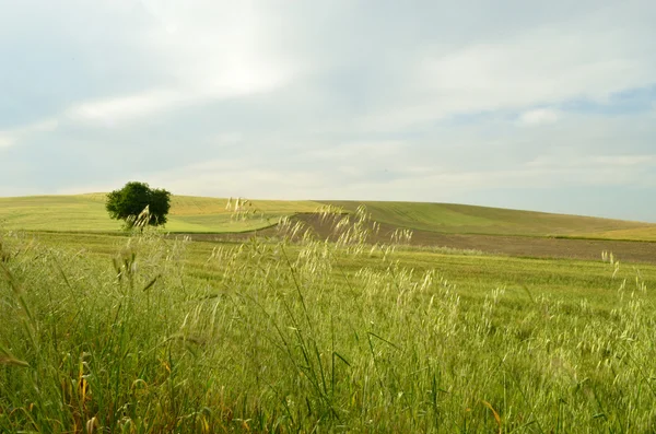 Італійської сільській місцевості — стокове фото