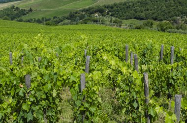 Temmuz ayında Chianti Tuscan üzüm bağları