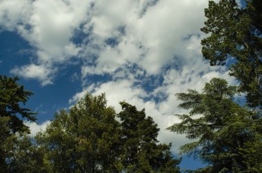doku orman ve gökyüzü