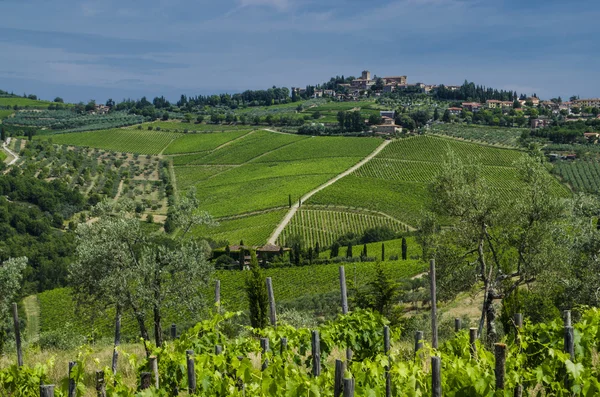 Agricultura Vinhas italianas em julho — Fotografia de Stock