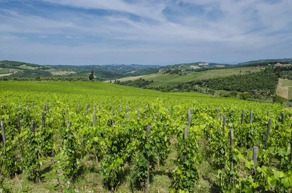 Vinhas toscanas campo — Fotografia de Stock