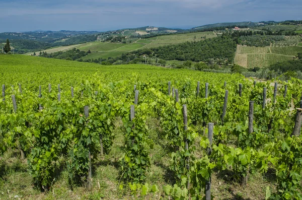 Виноградники Кьянти — стоковое фото