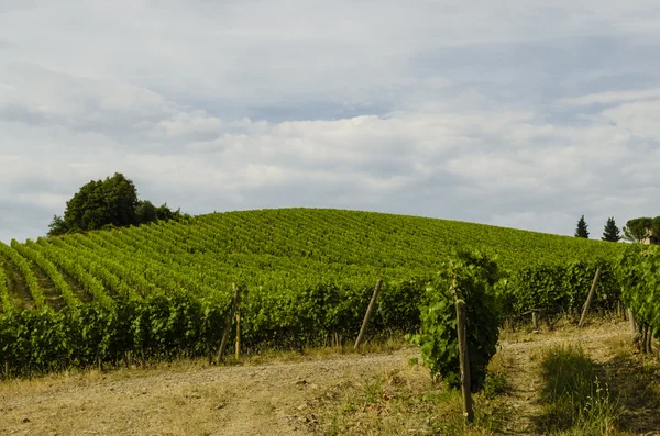 Cultivo de vinho na Itália — Fotografia de Stock