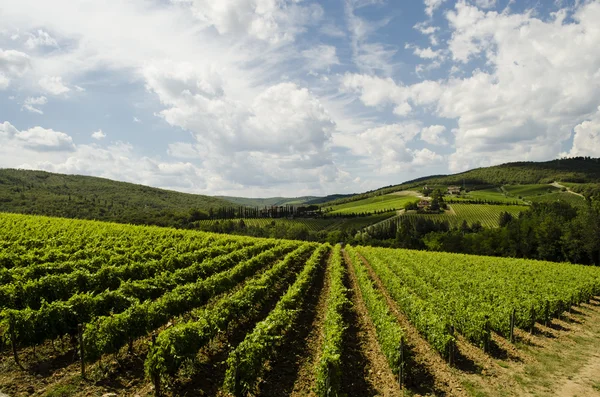 Vinho na Itália, região da Toscana de grandes fabricantes — Fotografia de Stock