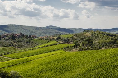 vineyards in Tuscany, Italy clipart