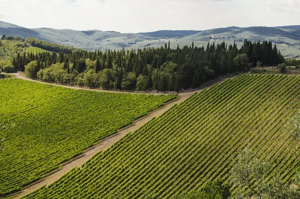 Vinhas de Chianti, Itália — Fotografia de Stock