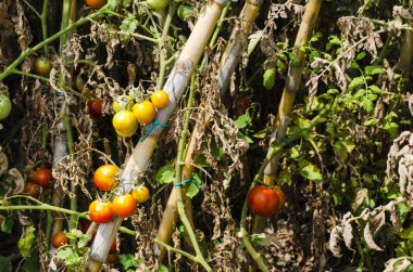 domates bitkileri İtalya