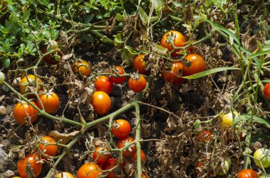 organik domates bitkiler