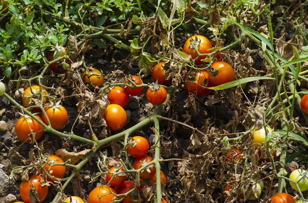 organik domates bitkiler