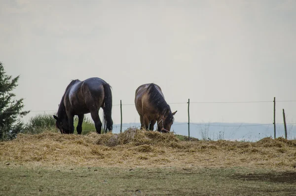 Horses eating — Stock Photo, Image