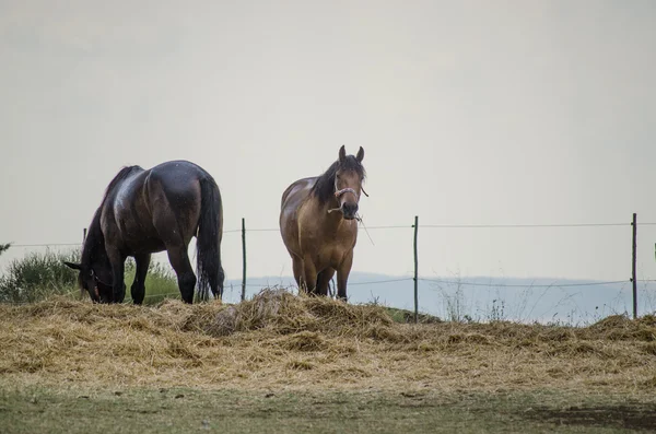 Hästar som äter på landsbygden — Stockfoto