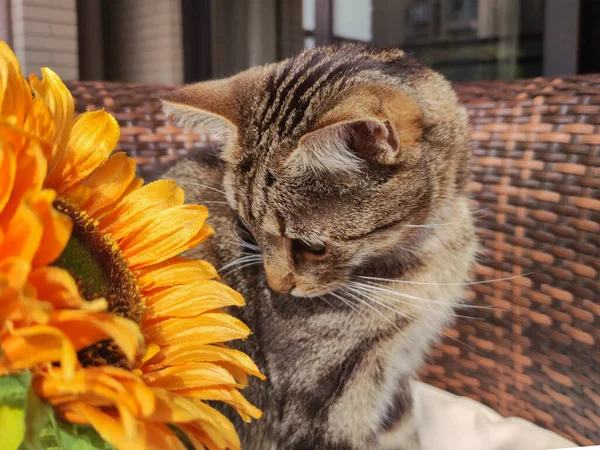 Aranyos cica nézi napraforgó közelről — Stock Fotó