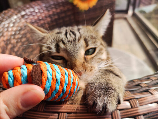 Cute tabby cat playing with playing with a cat toy, catching and biting it close up