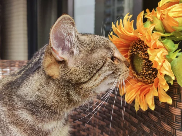 Lindo gato tabby oliendo un girasol de cerca —  Fotos de Stock