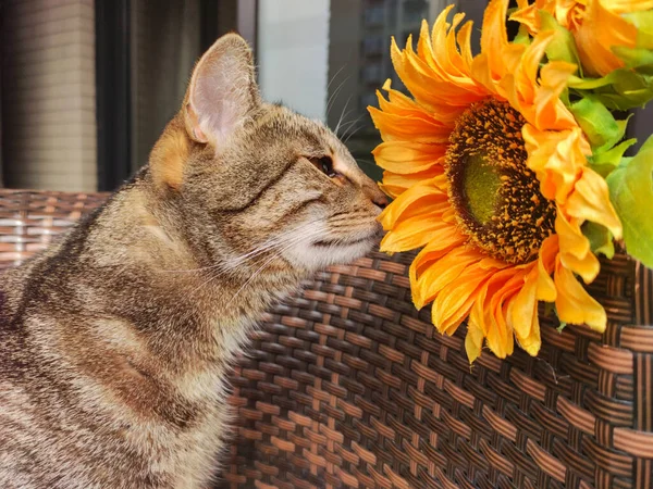 Niedliche gestromte Katze schnüffelt eine Sonnenblume aus nächster Nähe — Stockfoto
