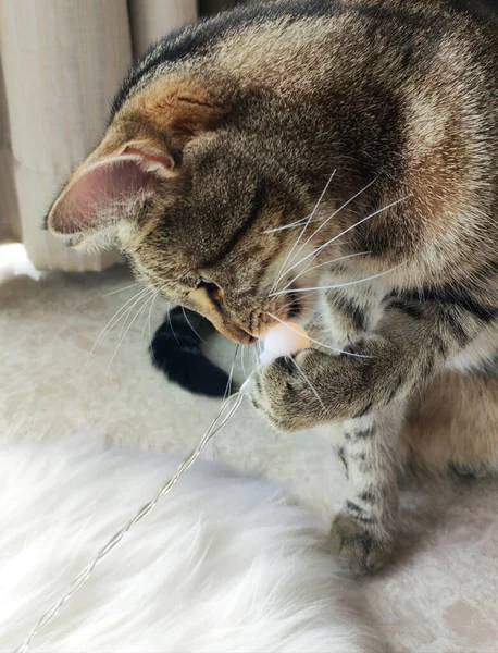 Niedliche Tabby-Katze spielt mit Girlanden-Lichtern zu Hause aus nächster Nähe — Stockfoto