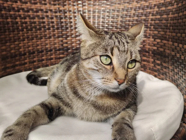 Retrato de un lindo gato tabby acostado en una silla —  Fotos de Stock